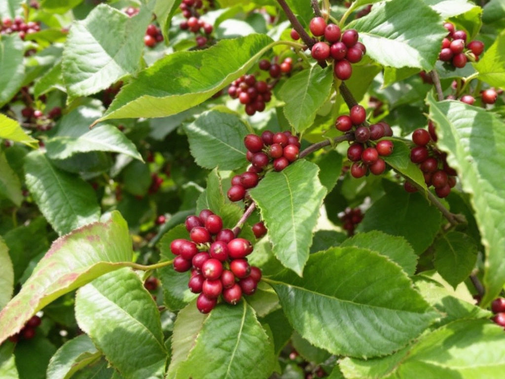 Excelsa: Eine unterschätzte Kaffeebohnensorte- Eigenschaften und ihre Rösttechniken.