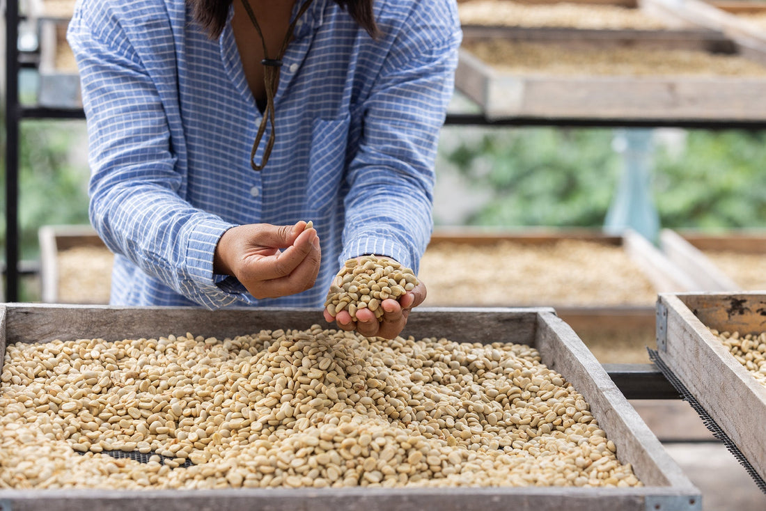 Fair-Trade-Kaffee für Pour Over: Empfehlungen und Vorteile von Fair-Trade-zertifizierten Kaffeebohnen für Pour Over.