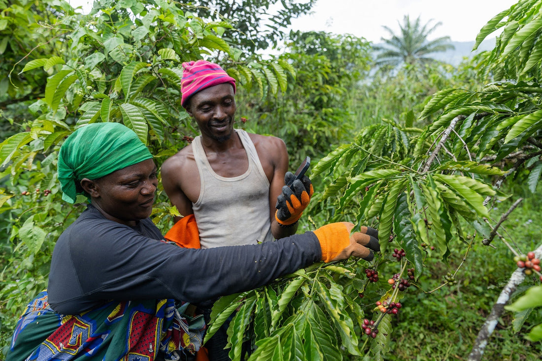 Kaffee aus Afrika -Arabica Kaffeeanbau, Vielfalt und mehr