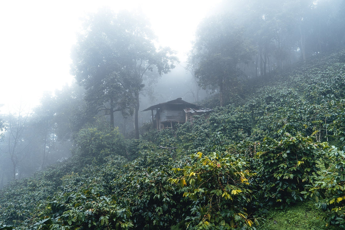 Exquisiter Kaffee aus Asien: Vielfalt und Kaffeekultur asiatischer Kaffees!