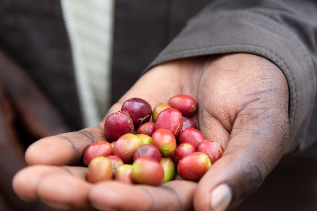 Frisch gerösteter Kaffee aus Uganda - Ein Geschmackserlebnis aus Afrika