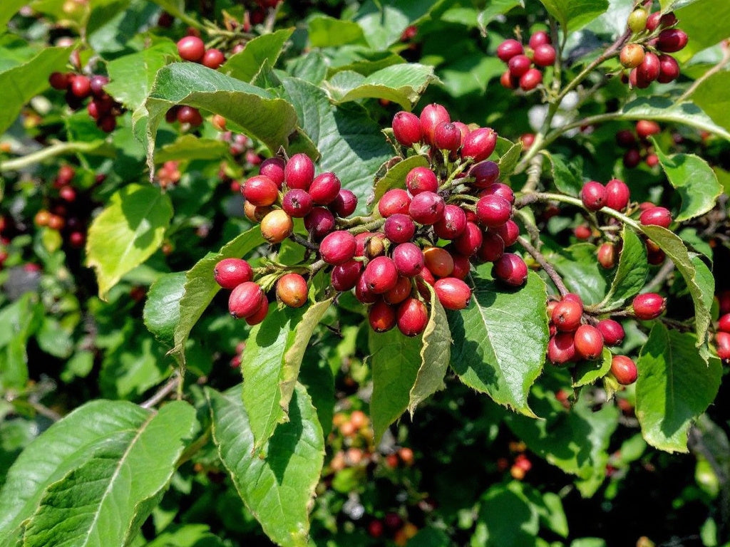 Liberica: Seltene Kaffeebohnen und Röstung -Eine seltene Sorte und ihre speziellen Röstanforderungen.