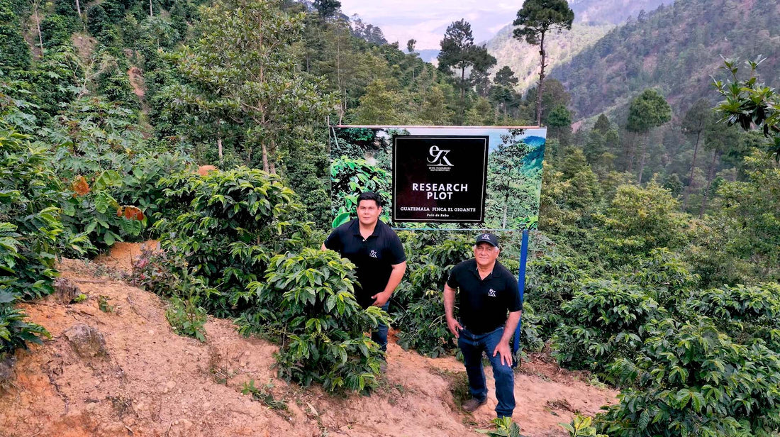Entdecken Sie den besten Kaffee aus Guatemala
