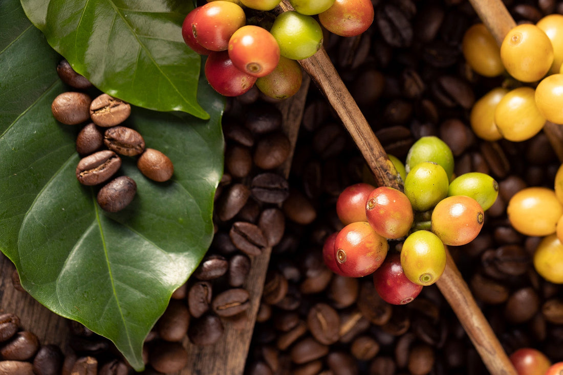Wie wähle ich die richtigen Kaffeebohnen aus? Tipps, wie man die besten Kaffeebohnen für die Pour-Over-Zubereitung auswählt.