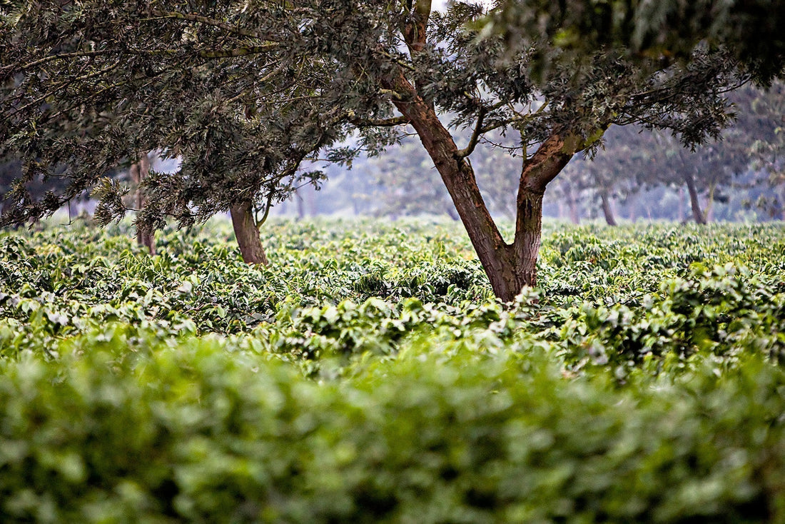 Kaffee aus Tansania Entdecken Sie die Aromen Afrikas!